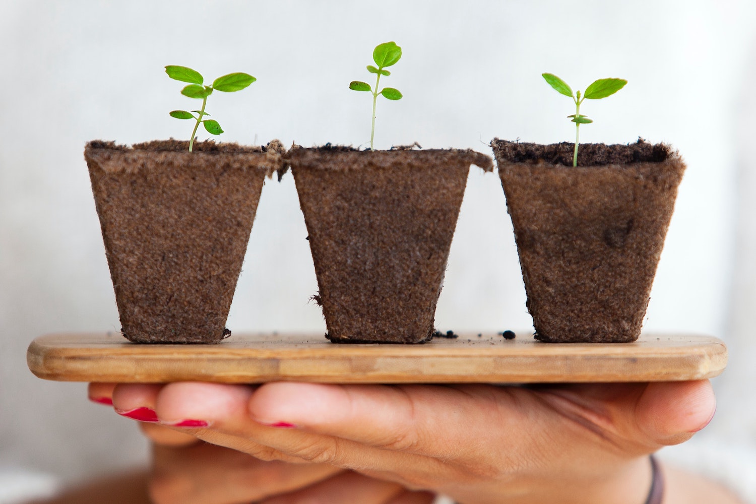 Three Seedlings being held on a board